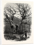 Windsor: William the Conqueror's Oak by Anonymous