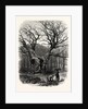 Windsor: William the Conqueror's Oak by Anonymous