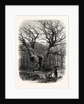 Windsor: William the Conqueror's Oak by Anonymous