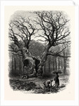 Windsor: William the Conqueror's Oak by Anonymous