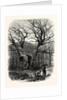 Windsor: William the Conqueror's Oak by Anonymous