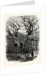 Windsor: William the Conqueror's Oak by Anonymous
