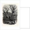 Windsor: William the Conqueror's Oak by Anonymous
