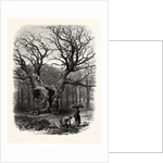 Windsor: William the Conqueror's Oak by Anonymous