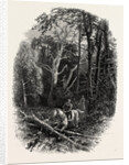 In Cedar Walk, Virginia Water, Village Being in the Borough of Runnymede in Surrey by Anonymous