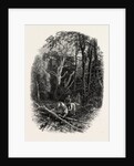 In Cedar Walk, Virginia Water, Village Being in the Borough of Runnymede in Surrey by Anonymous