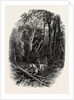 In Cedar Walk, Virginia Water, Village Being in the Borough of Runnymede in Surrey by Anonymous