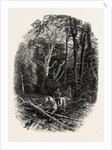 In Cedar Walk, Virginia Water, Village Being in the Borough of Runnymede in Surrey by Anonymous