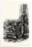 In the New Forest, Near Lyndhurst by Anonymous
