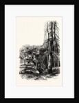In the New Forest, Near Lyndhurst by Anonymous