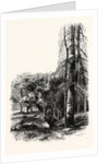 In the New Forest, Near Lyndhurst by Anonymous