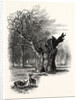 Giant Oak, Near Cranbourne Tower by Anonymous