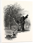 Giant Oak, Near Cranbourne Tower by Anonymous
