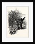 Giant Oak, Near Cranbourne Tower by Anonymous