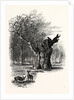 Giant Oak, Near Cranbourne Tower by Anonymous