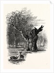 Giant Oak, Near Cranbourne Tower by Anonymous