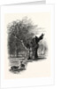 Giant Oak, Near Cranbourne Tower by Anonymous