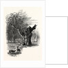 Giant Oak, Near Cranbourne Tower by Anonymous