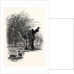 Giant Oak, Near Cranbourne Tower by Anonymous