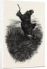 The Monkey Tree, Burnham Beeches by Anonymous