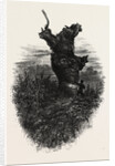 The Monkey Tree, Burnham Beeches by Anonymous