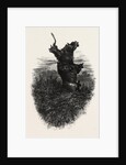 The Monkey Tree, Burnham Beeches by Anonymous