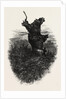The Monkey Tree, Burnham Beeches by Anonymous