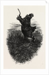 The Monkey Tree, Burnham Beeches by Anonymous