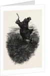 The Monkey Tree, Burnham Beeches by Anonymous