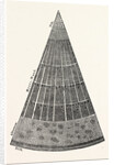 Portion of a Section of the Branch of a Tree. by Anonymous