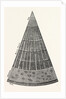Portion of a Section of the Branch of a Tree. by Anonymous