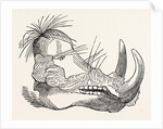 Head of the Ethiopian Boar. by Anonymous