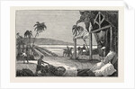 Cultivation of the Cotton Plant, Guiana by Anonymous