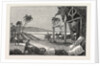 Cultivation of the Cotton Plant, Guiana by Anonymous