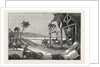 Cultivation of the Cotton Plant, Guiana by Anonymous