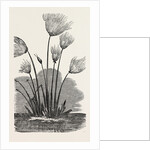 The Cyperus Papyrus. by Anonymous