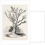 Herne's Oak, in Windsor Park by Anonymous