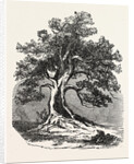 An Old Oak, in Its Decayed State. by Anonymous