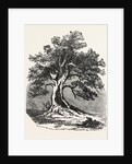 An Old Oak, in Its Decayed State. by Anonymous