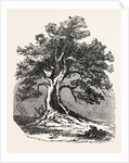 An Old Oak, in Its Decayed State. by Anonymous