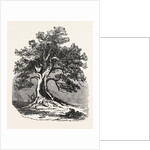 An Old Oak, in Its Decayed State. by Anonymous