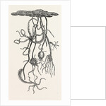 Magnified View of the Freshwater Polype by Anonymous