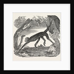 The Spider Monkey. by Anonymous