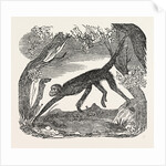 The Spider Monkey. by Anonymous