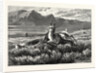 Antelope-Hunting on the Plains. W.M. Cary by Anonymous