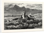 Antelope-Hunting on the Plains. W.M. Cary by Anonymous