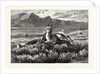 Antelope-Hunting on the Plains. W.M. Cary by Anonymous