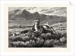 Antelope-Hunting on the Plains. W.M. Cary by Anonymous