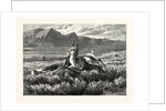 Antelope-Hunting on the Plains. W.M. Cary by Anonymous