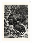 Wild Boars by Anonymous
